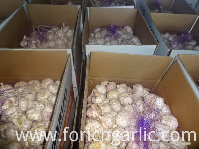 New Garlic 5 0 Cm